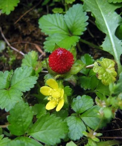 Indian Strawberry Seeds - 50 Seed Pack - Duchesnea Indica - Ground Cover - Image 1