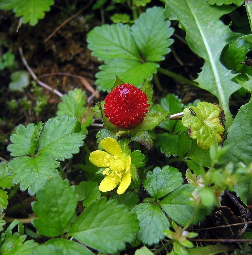 Indian Strawberry Seeds - 50 Seed Pack - Duchesnea Indica - Ground Cover - Image 1