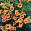 Indian Summer Trumpet Vine Live Plant - 2.5" Pot - Gold Flowers - Zones 4-10 - Image 1