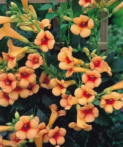 Indian Summer Trumpet Vine Live Plant - 2.5