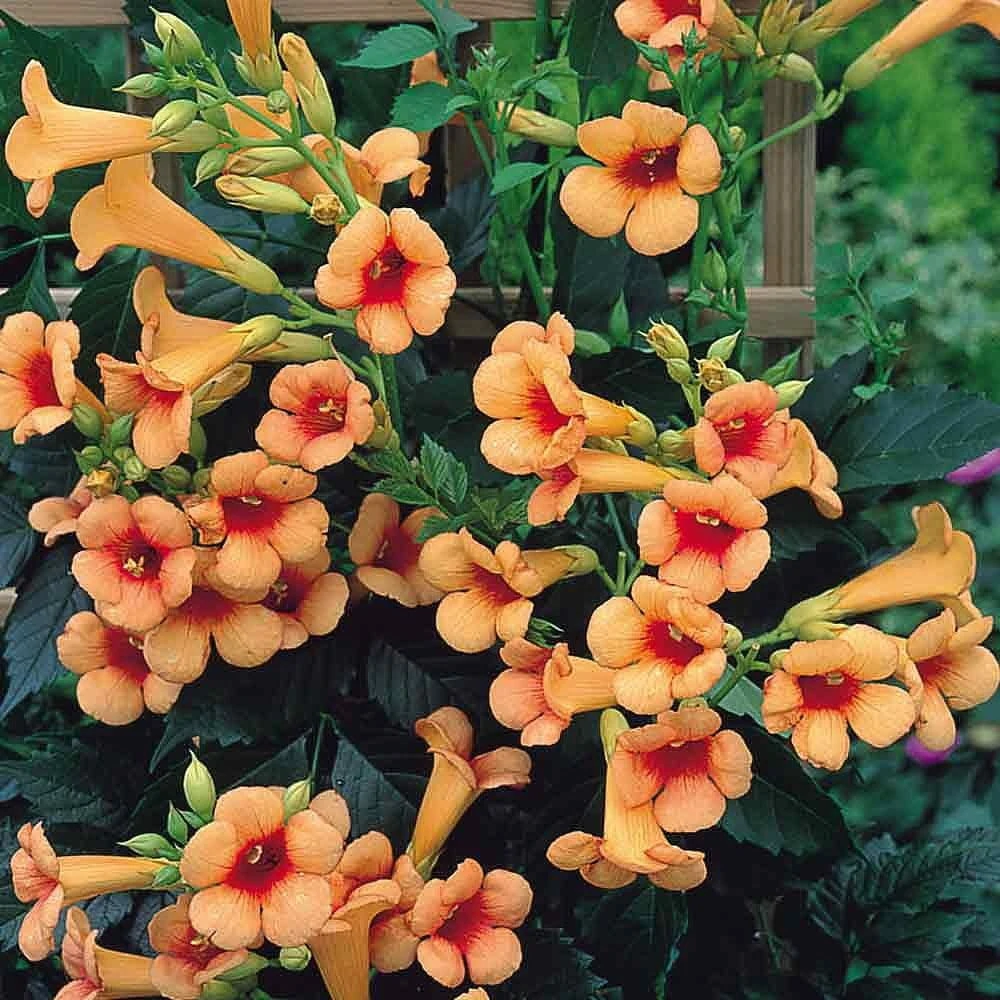 Indian Summer Trumpet Vine Live Plant - 2.5" Pot - Gold Flowers - Zones 4-10 - Image 1