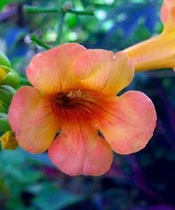 Indian Summer Trumpet Vine Live Plant - 2.5" Pot - Gold Flowers - Zones 4-10 - Image 2