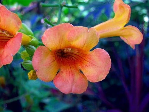 Indian Summer Trumpet Vine Live Plant - 2.5" Pot - Gold Flowers - Zones 4-10 - Image 2
