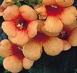 Indian Summer Trumpet Vine Live Plant - 2.5