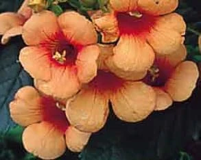 Indian Summer Trumpet Vine Live Plant - 2.5" Pot - Gold Flowers - Zones 4-10 - Image 3