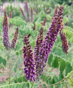Indigo Bush Amorpha fruticosa Live Plant, 4 inch Pot, Deer Resistant Outdoor Shrub - Image 2