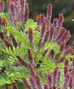 Indigo Bush Amorpha fruticosa Live Plant, 4 inch Pot, Deer Resistant Outdoor Shrub - Image 3