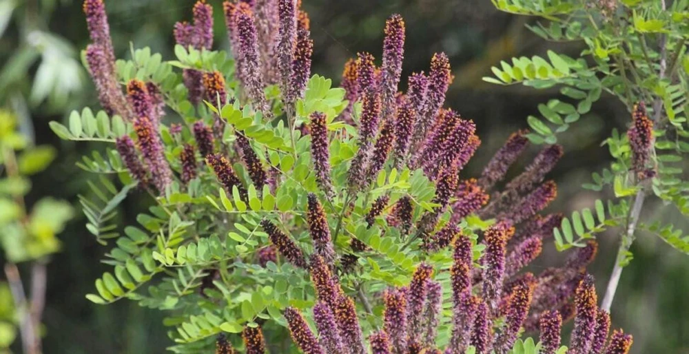Indigo Bush Amorpha fruticosa Live Plant, 4 inch Pot, Deer Resistant Outdoor Shrub - Image 3