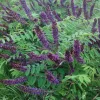 Indigo Bush Amorpha fruticosa Live Plant, 4 inch Pot, Deer Resistant Outdoor Shrub - Image 1