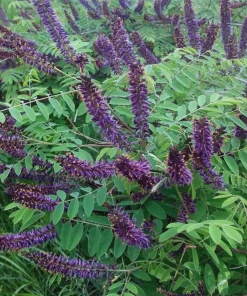 Indigo Bush Amorpha fruticosa Live Plant, 4 inch Pot, Deer Resistant Outdoor Shrub - Image 1