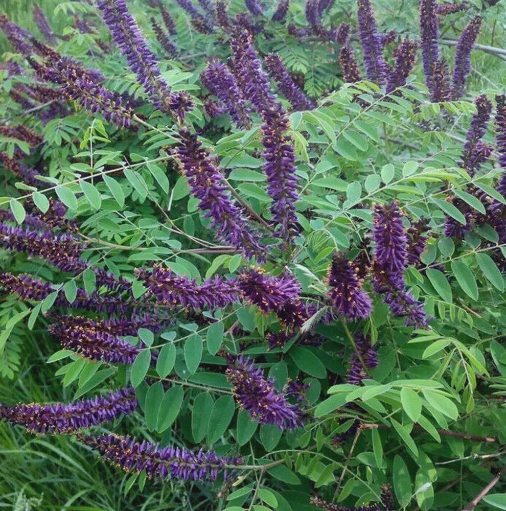 Indigo Bush Amorpha fruticosa Live Plant, 4 inch Pot, Deer Resistant Outdoor Shrub - Image 1