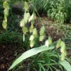 Inland Sea Oats Live Plant - Chasmanthium latifolium Ornamental Grass, 1 Gallon - Image 1