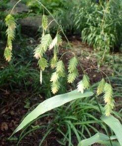 Inland Sea Oats Live Plant - Chasmanthium latifolium Ornamental Grass, 1 Gallon - Image 1