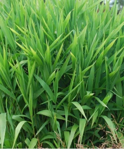 Inland Sea Oats Live Plant - Chasmanthium latifolium Ornamental Grass, 1 Gallon - Image 2