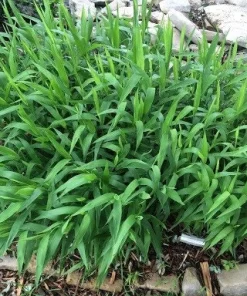 Inland Sea Oats Live Plant - Chasmanthium latifolium Ornamental Grass, 1 Gallon - Image 3
