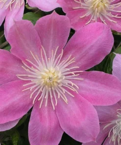 Irene Clematis Live Plant – Creamy Rose Pink Flower – 2.5