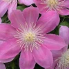 Irene Clematis Live Plant – Creamy Rose Pink Flower – 2.5" Pot – Outdoor Vine - Image 1