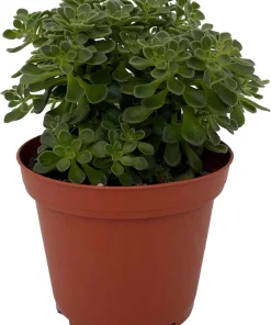 Irish Bouquet Succulent Live Plant - Aeonium lindleyi VAR viscatum - 3.7" Pot - Image 2