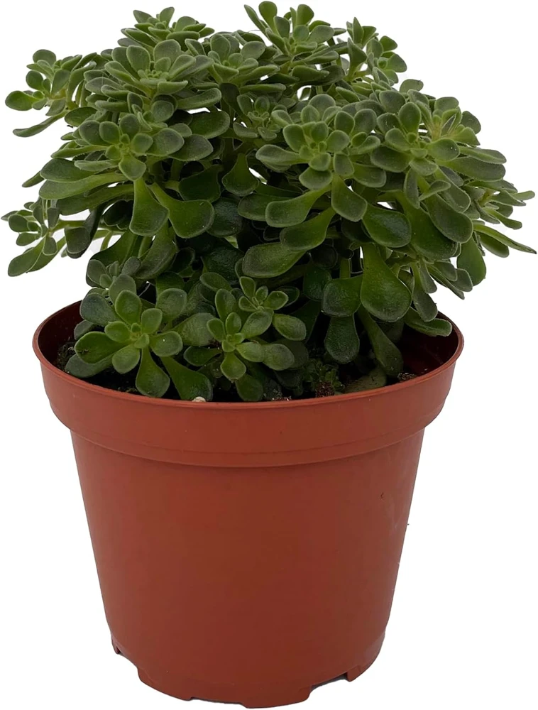 Irish Bouquet Succulent Live Plant - Aeonium lindleyi VAR viscatum - 3.7" Pot - Image 2