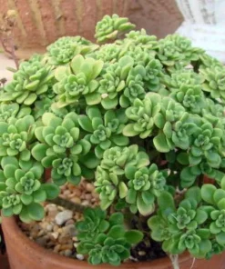 Irish Bouquet Succulent Live Plant - Aeonium lindleyi VAR viscatum - 2.5" Pot - Image 2