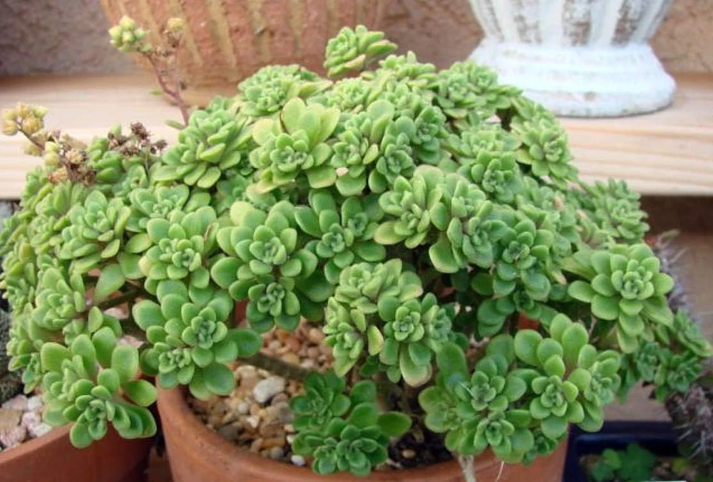 Irish Bouquet Succulent Live Plant - Aeonium lindleyi VAR viscatum - 2.5" Pot - Image 2
