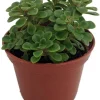 Irish Bouquet Succulent Live Plant - Aeonium lindleyi VAR viscatum - 2.5" Pot - Image 1