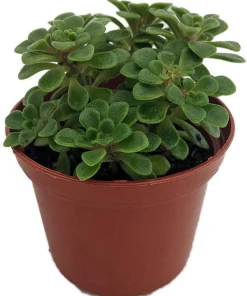 Irish Bouquet Succulent Live Plant - Aeonium lindleyi VAR viscatum - 2.5