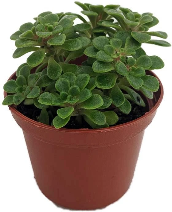 Irish Bouquet Succulent Live Plant - Aeonium lindleyi VAR viscatum - 2.5" Pot - Image 1