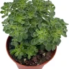 Irish Bouquet Succulent Live Plant - Aeonium lindleyi VAR viscatum - 3.7" Pot - Image 1