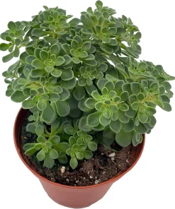 Irish Bouquet Succulent Live Plant - Aeonium lindleyi VAR viscatum - 3.7