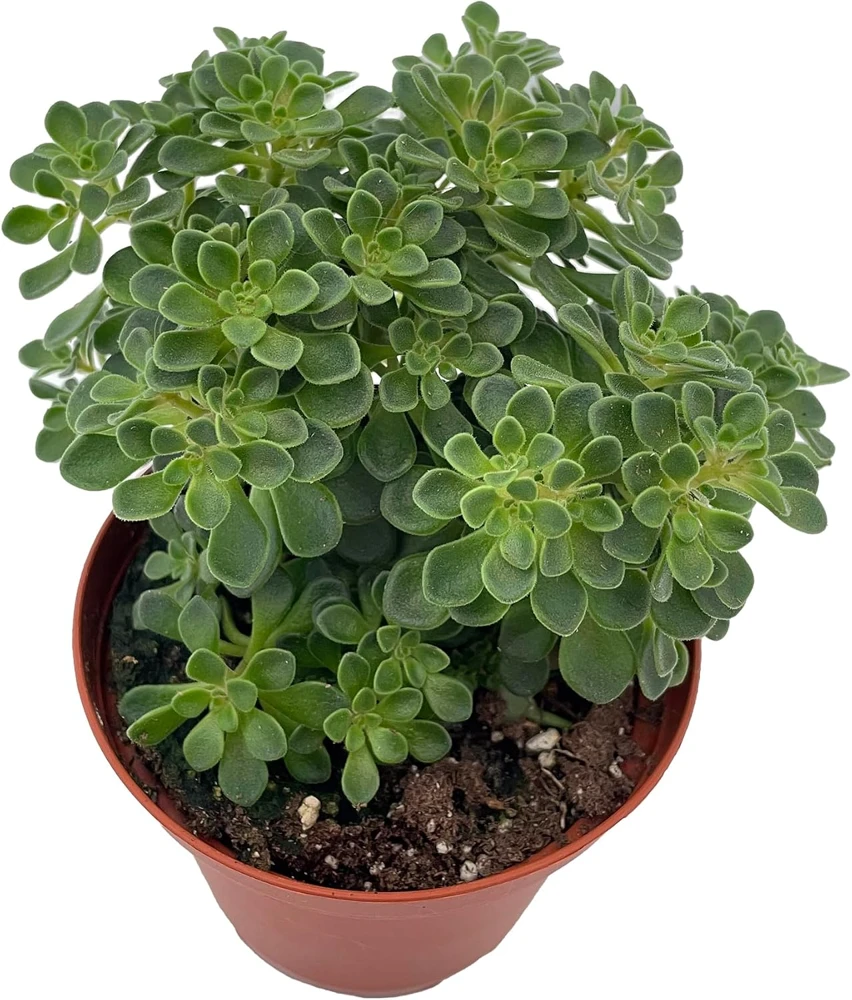 Irish Bouquet Succulent Live Plant - Aeonium lindleyi VAR viscatum - 3.7" Pot - Image 1