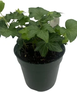 Irish Ivy Live Plant - Hedera Helix - 4 inch Pot - Indoor/Outdoor - Image 2