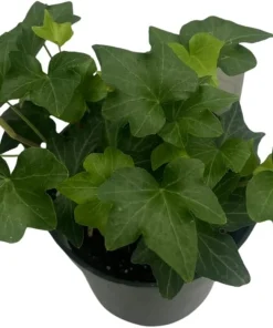 Irish Ivy Live Plant - Hedera Helix - 4 inch Pot - Indoor/Outdoor - Image 3