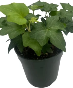 Irish Ivy Live Plant - Hedera Helix - 4 inch Pot - Indoor/Outdoor - Image 4