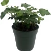 Irish Ivy Live Plant - Hedera Helix - 4 inch Pot - Indoor/Outdoor - Image 1