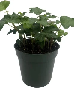 Irish Ivy Live Plant - Hedera Helix - 4 inch Pot - Indoor/Outdoor - Image 1
