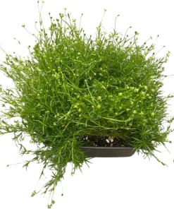 Irish Moss Sagina Subulata Live Plant – Ground Cover – Quart Pot – Hardy Zones 5-9 - Image 2