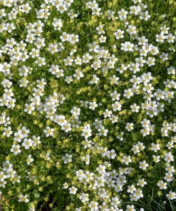 Irish Moss Sagina Subulata Live Plant – Ground Cover – Quart Pot – Hardy Zones 5-9 - Image 3