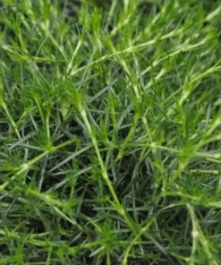 Irish Moss Sagina Subulata Live Plant – Ground Cover – Quart Pot – Hardy Zones 5-9 - Image 4
