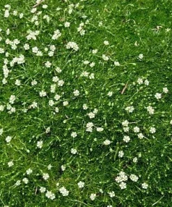 Irish Moss Sagina Subulata Live Plant – Ground Cover – Quart Pot – Hardy Zones 5-9 - Image 5