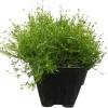 Irish Moss Sagina Subulata Live Plant – Ground Cover – Quart Pot – Hardy Zones 5-9 - Image 1