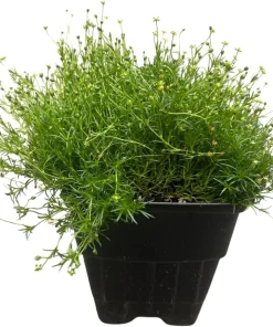 Irish Moss Sagina Subulata Live Plant – Ground Cover – Quart Pot – Hardy Zones 5-9 - Image 1