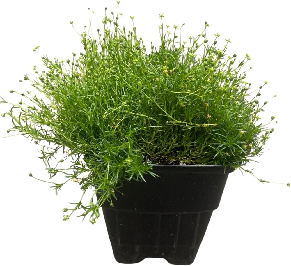 Irish Moss Sagina Subulata Live Plant – Ground Cover – Quart Pot – Hardy Zones 5-9 - Image 1