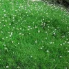 Irish Moss Seeds - Sagina Subulata Perennial Ground Cover, 50 Seeds - Image 1
