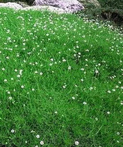 Irish Moss Seeds - Sagina Subulata Perennial Ground Cover, 50 Seeds - Image 1