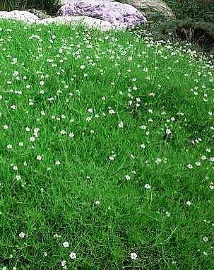 Irish Moss Seeds - Sagina Subulata Perennial Ground Cover, 50 Seeds - Image 1