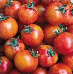 Isis Cherry Candy Tomato Seeds – Sweet Fruity Flavor – 20 Seeds Pack – Outdoor Garden - Image 1