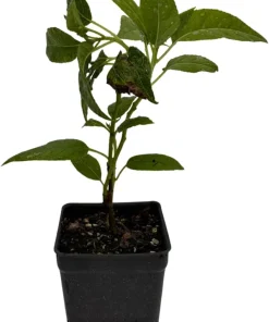 Issai Kiwi Vine Live Plant – Hardy Self-Fertile Female – 2.5" Pot – Zones 4-9 - Image 2