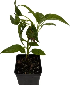 Issai Kiwi Vine Live Plant – Hardy Self-Fertile Female – 2.5