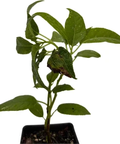 Issai Kiwi Vine Live Plant – Hardy Self-Fertile Female – 2.5